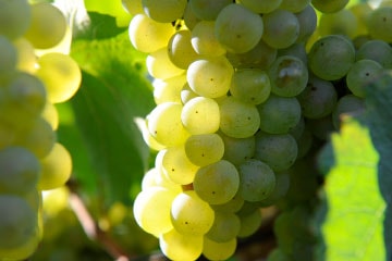 Chardonnay