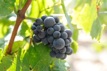 Le Gamay Noir à jus blanc