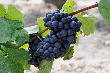 La Syrah