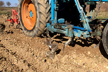 Ploughing the soil in the vineyard