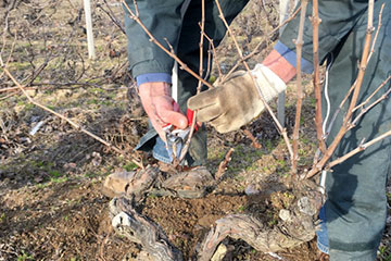 Taille de la vigne