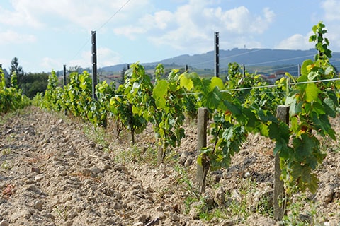 Ploughed vineyard