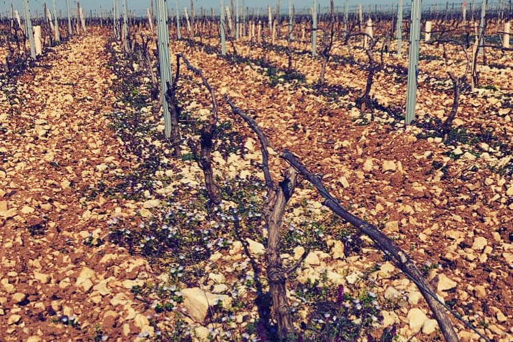 Sunny awakening in the Beaujolais white vineyards 