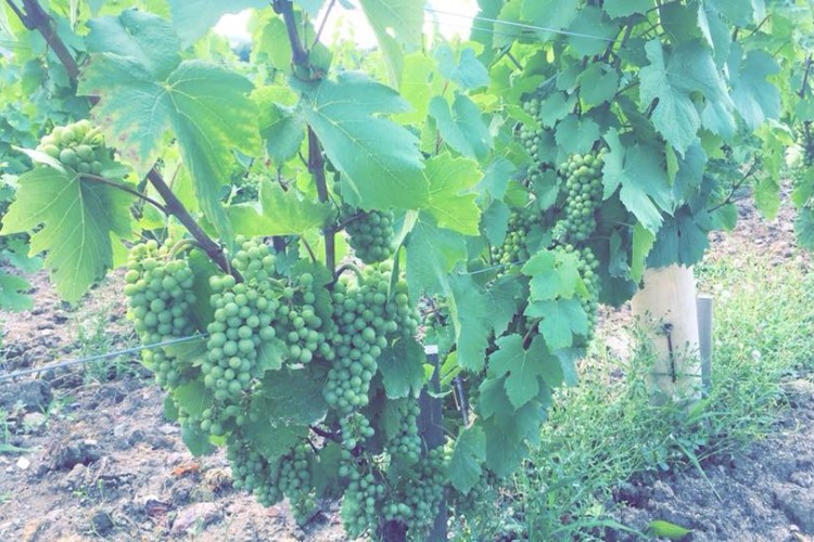 A promising vintage