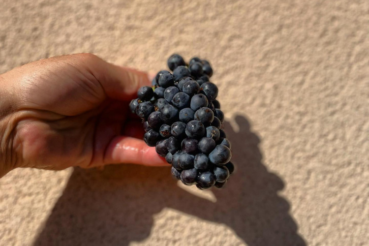 Grappes compactes pour notre Brouilly Pisse Vieille 2023 