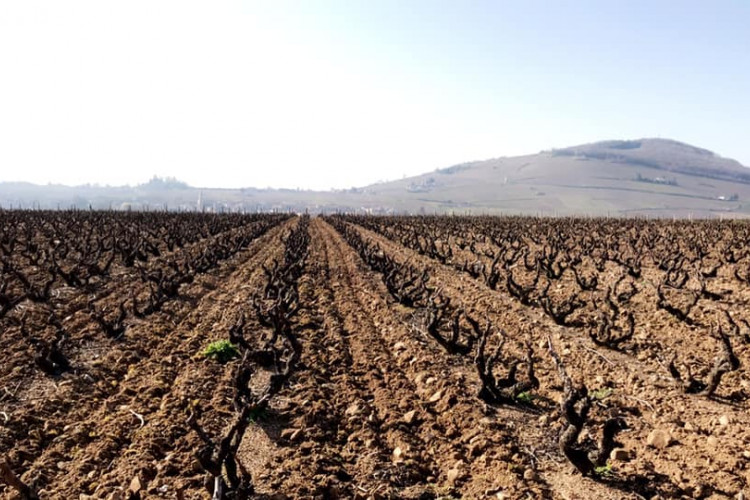 Travail du sol de nos Brouilly Pisse Vieille 