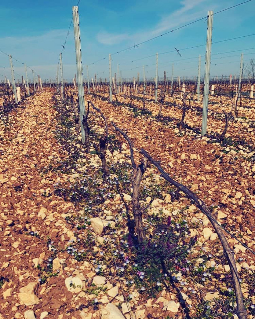 Réveil ensoleillé dans les vignes de Beaujolais blanc "Terrain rouge" 