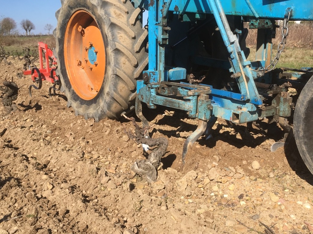 Labour des vignes du domaine