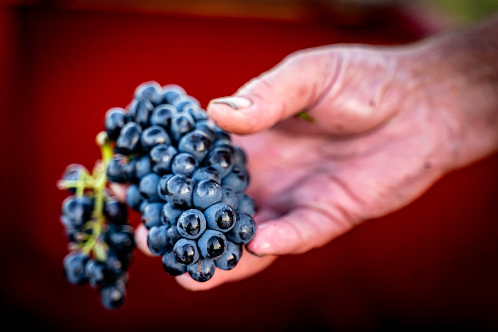 Domaine du Petit Pérou - THEVENET & FILS