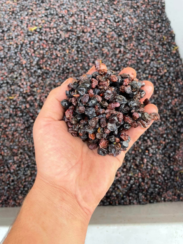 Sorting of our Old Vines in the Morgon appellation. Vibrating sorting table, great result 