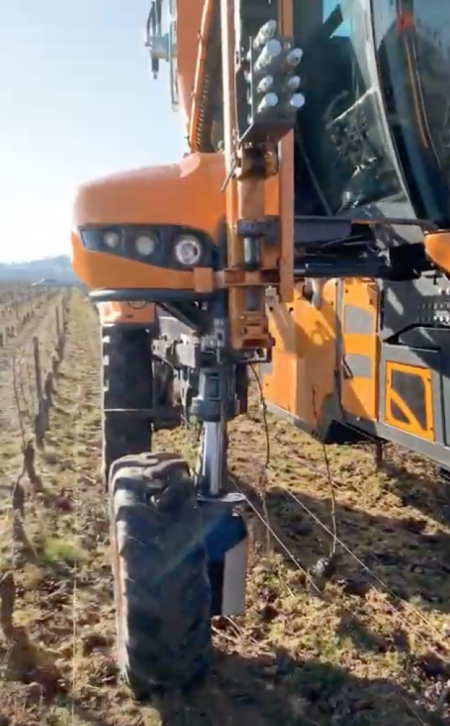 Repinning of the Domaine's vines