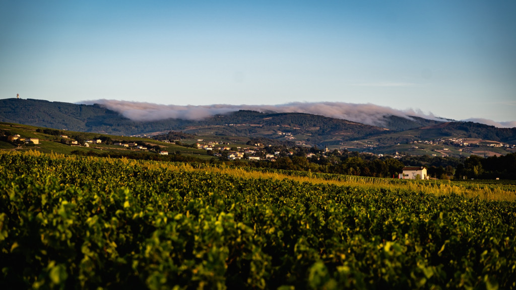 Domaine du Petit Pérou - THEVENET & FILS