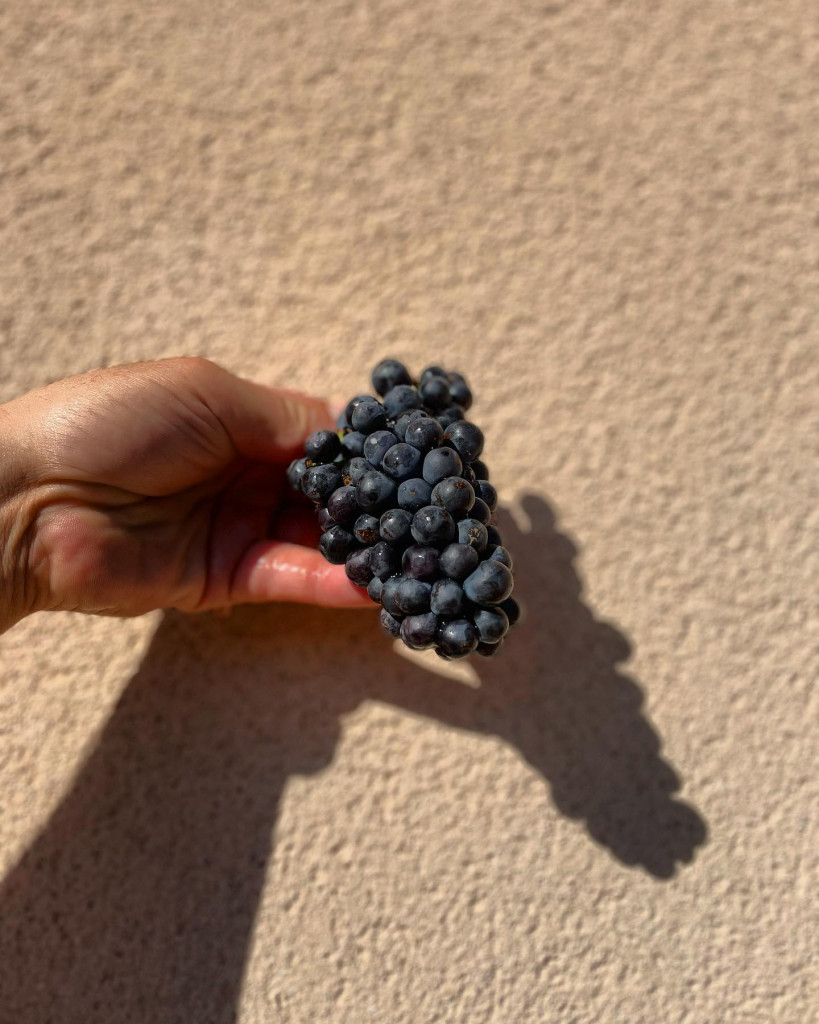 Compact bunches for our Brouilly Pisse Vieille 2023 