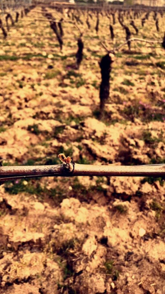 Avant/Après. Le gel a fait du mal à nos Beaujolais blanc cette nuit 