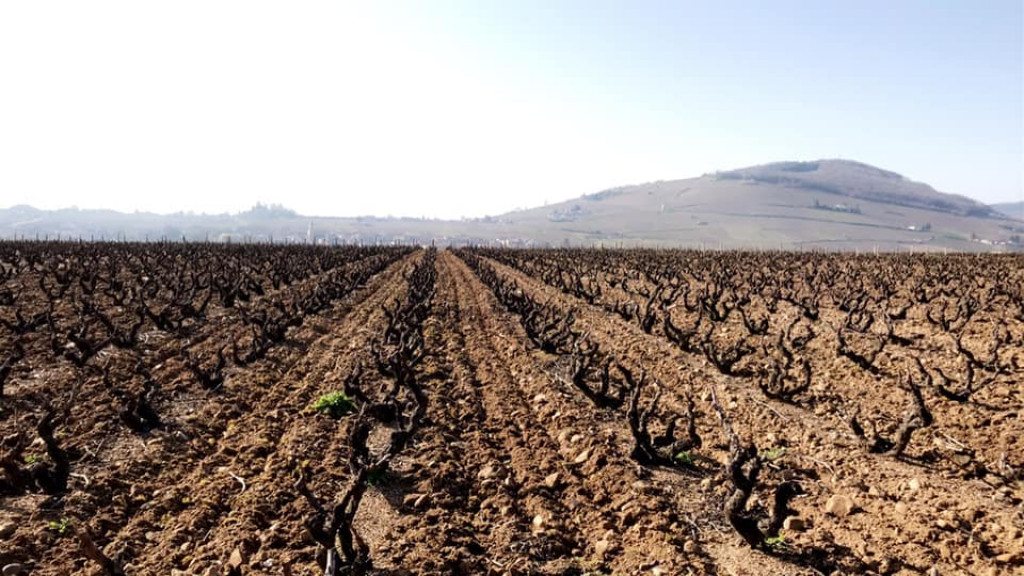 Travail du sol de nos Brouilly Pisse Vieille 
