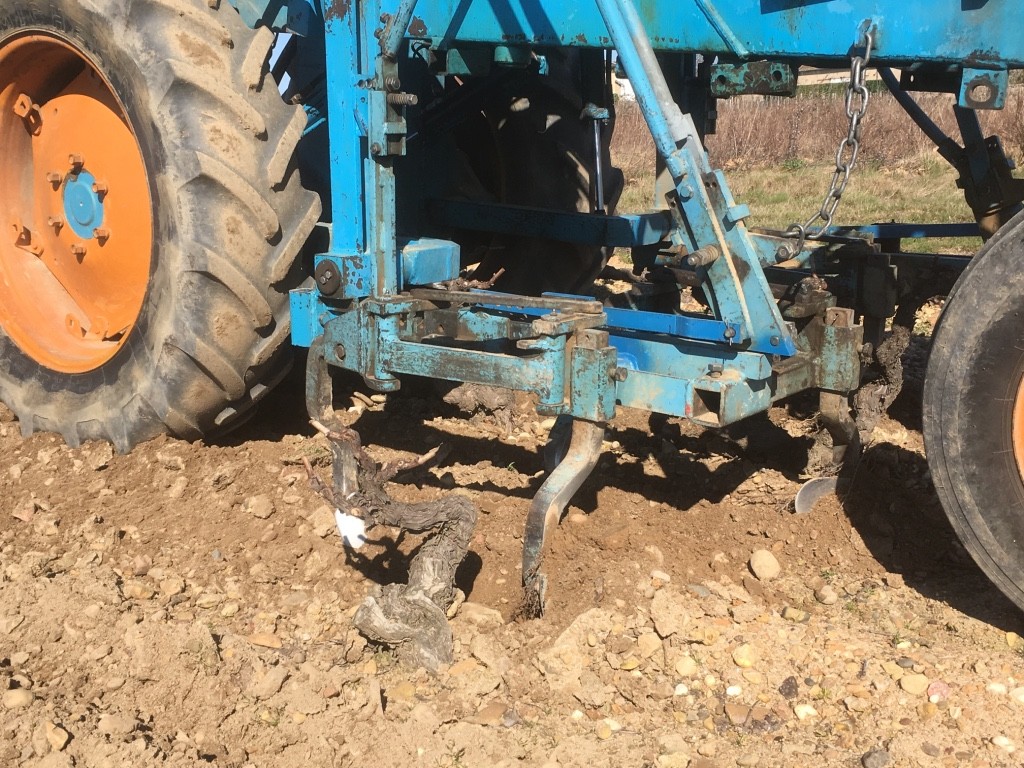 Labour des vignes du domaine