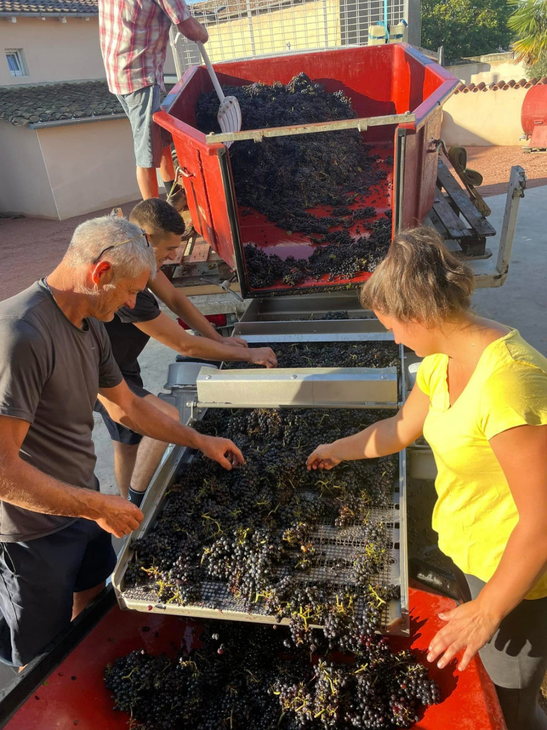 Tri de nos Vieilles Vignes en appellation Morgon. Table de tri vibrante, super résultat 