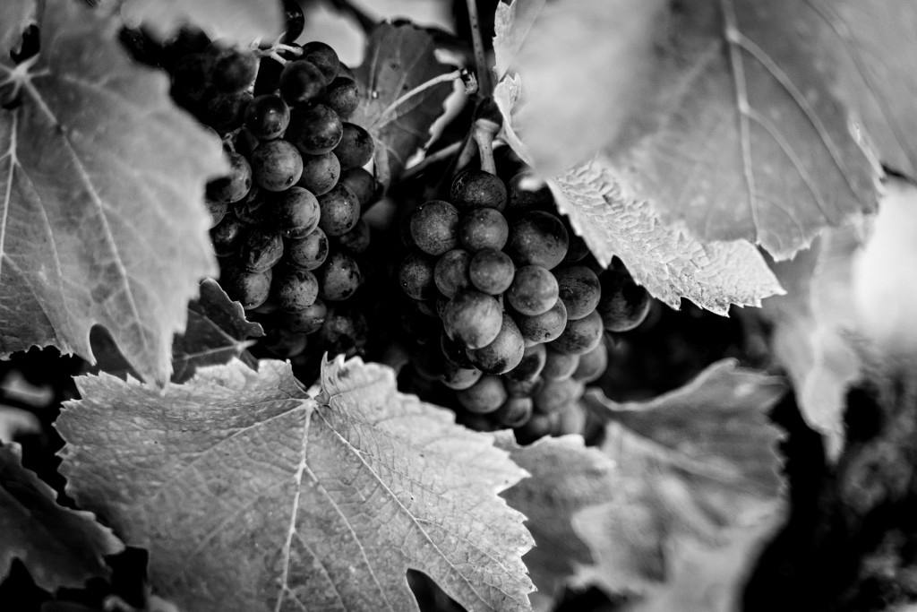 Domaine du Petit Pérou - THEVENET & FILS