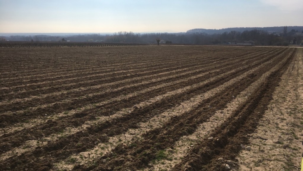 Labour des vignes du domaine