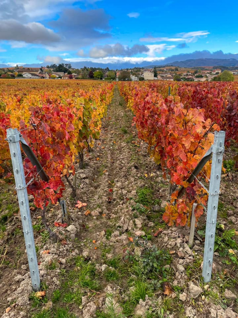 Sweet fall colors ...