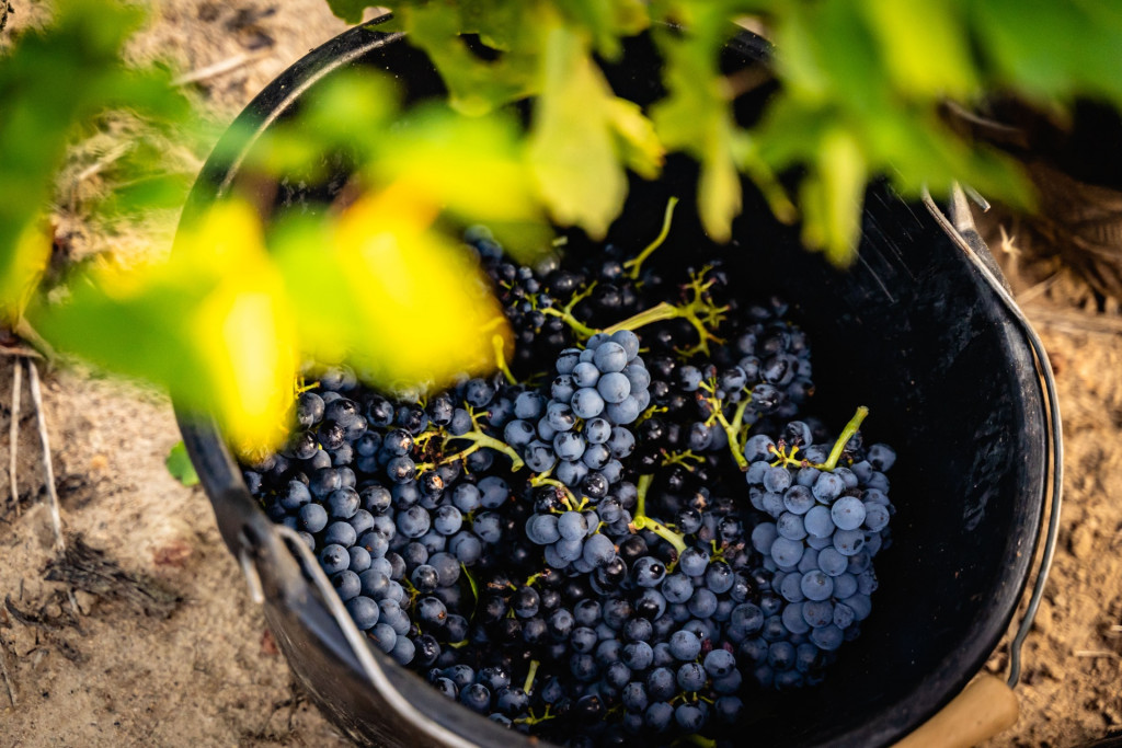 Domaine du Petit Pérou - THEVENET & FILS
