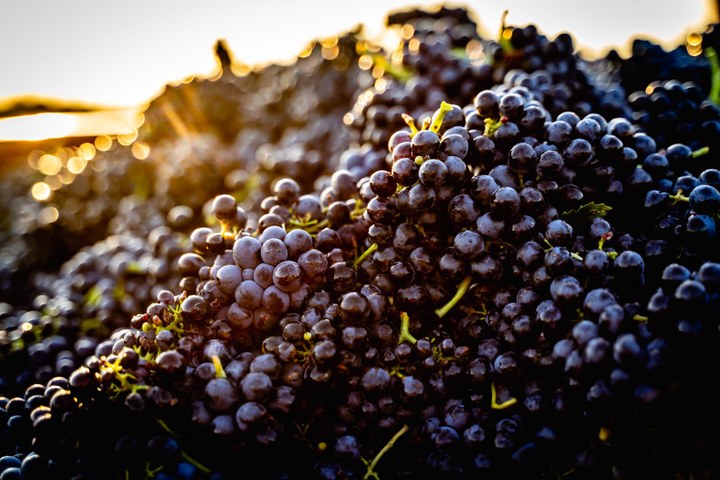 Domaine du Petit Pérou - THEVENET & FILS