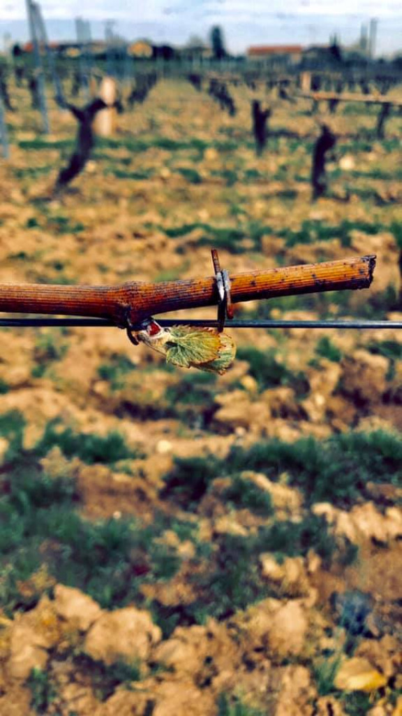 Avant/Après. Le gel a fait du mal à nos Beaujolais blanc cette nuit 