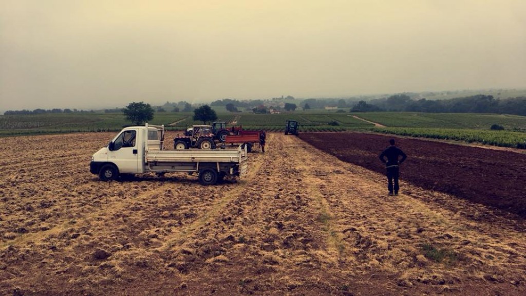 « Minage » Enlever les racines de la vigne précédente