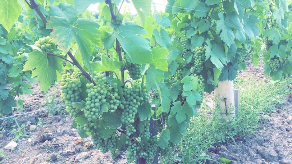 Un millésime prometteur !