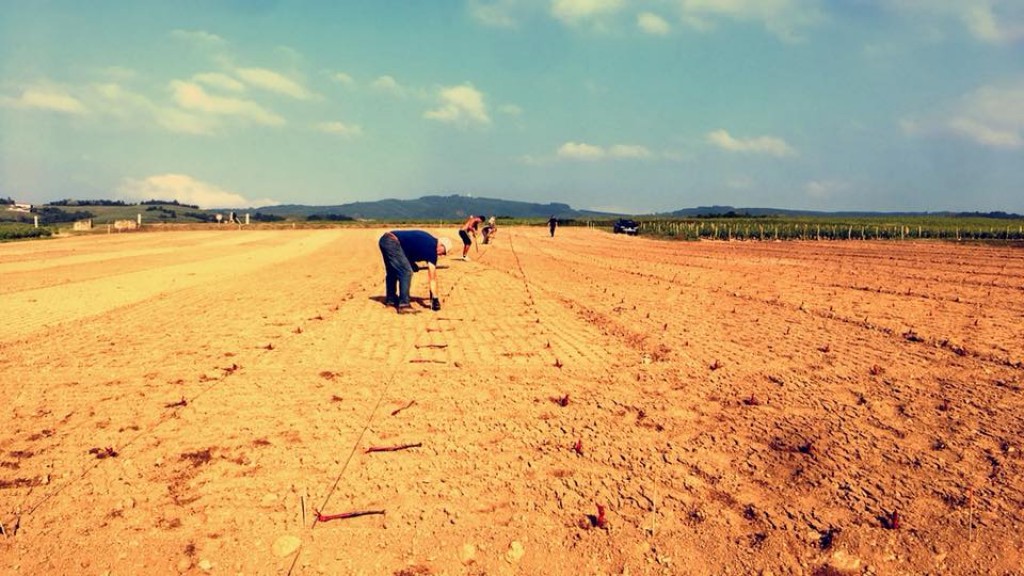 Placement of the young plants by hand. 3700 grafts planted in 3 hours !